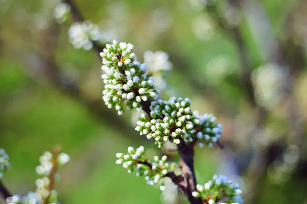 春满金塘 李花相约_李子苑_枝头_初开期