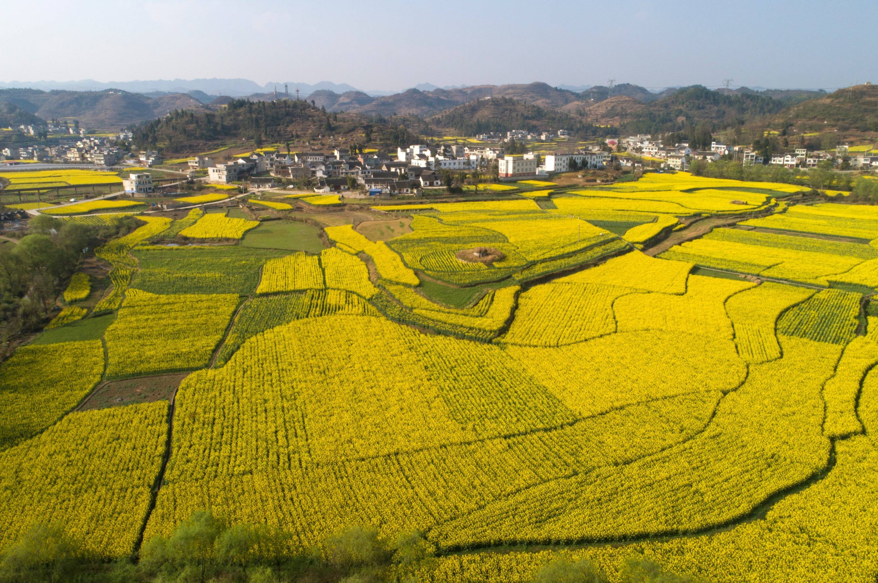 贵州黔西40万亩油菜花带动乡村旅游