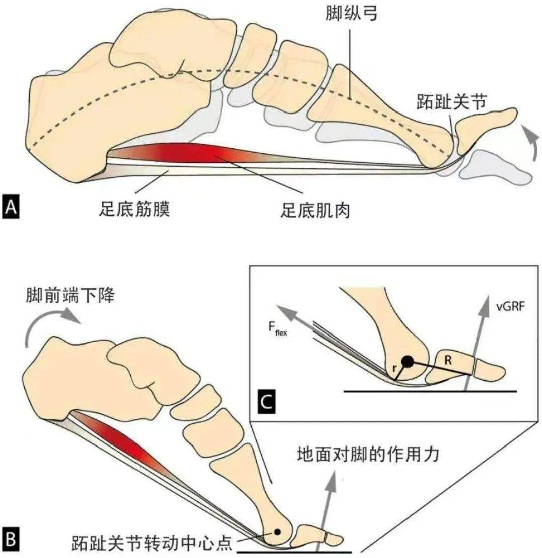 脚掌肌肉结构图图片