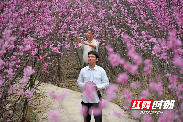 江永：紫荆花开春意浓