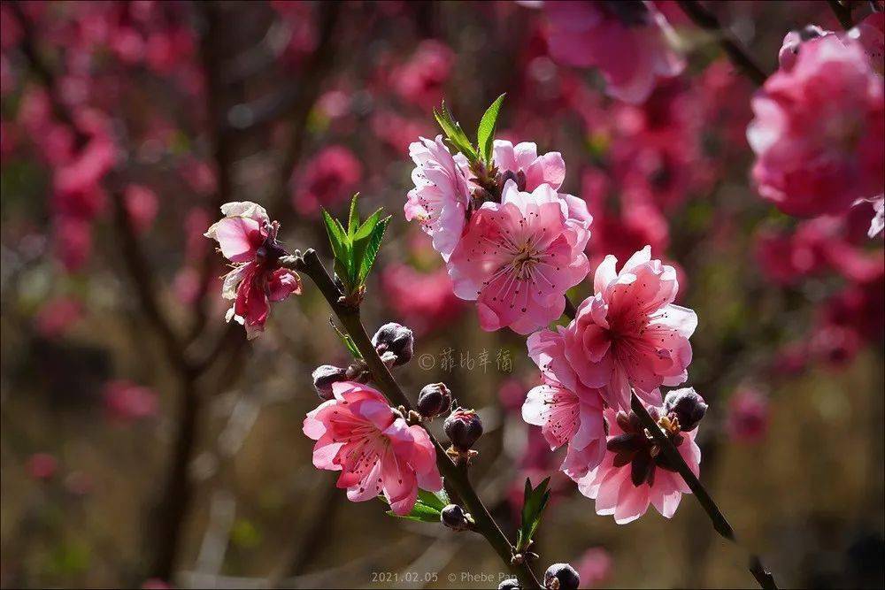 阳春三月桃花俏美景迷人醉春风