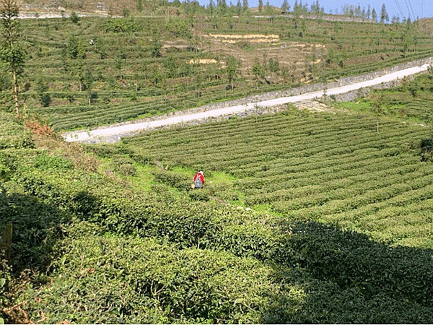 连日来,晴隆县花贡镇花贡社区茶园,处处生机盎然,一颗颗新芽嫩绿挺秀