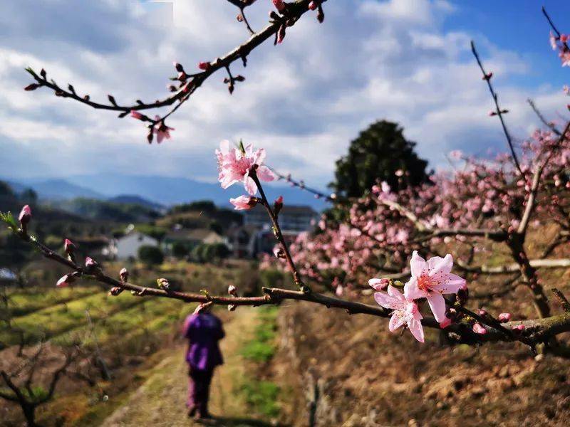 乐行族│登山3月19日古道踏青在那桃花盛开的地方穿梭桃林之间赴一场