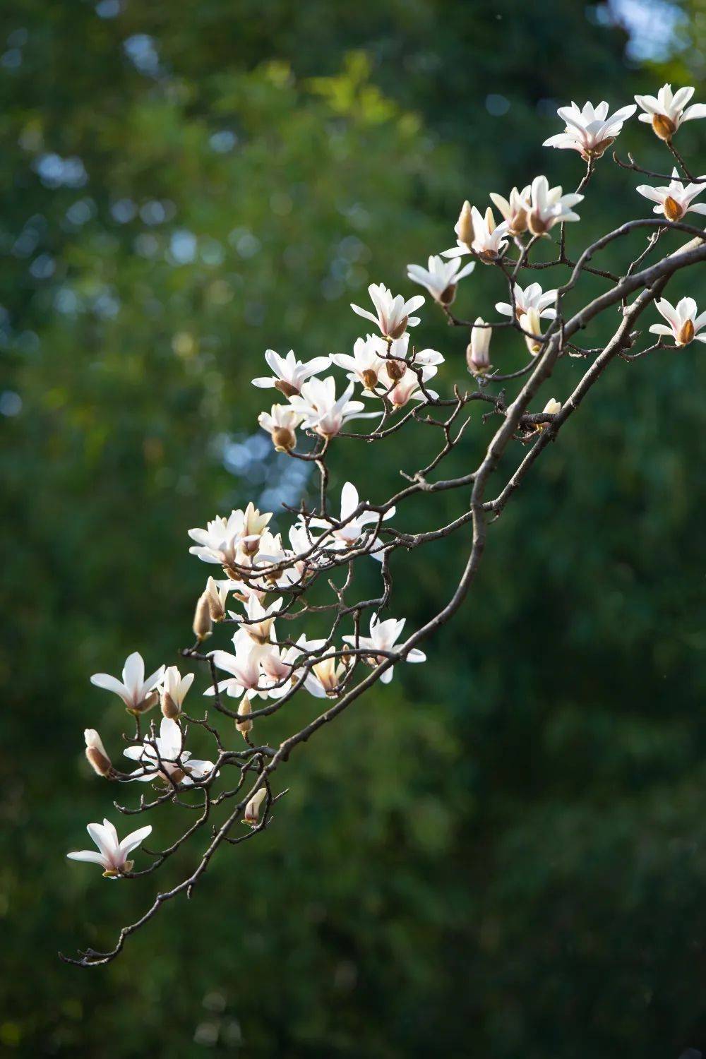 闵行|玉兰正逢盛花期，一波“云赏花”走起