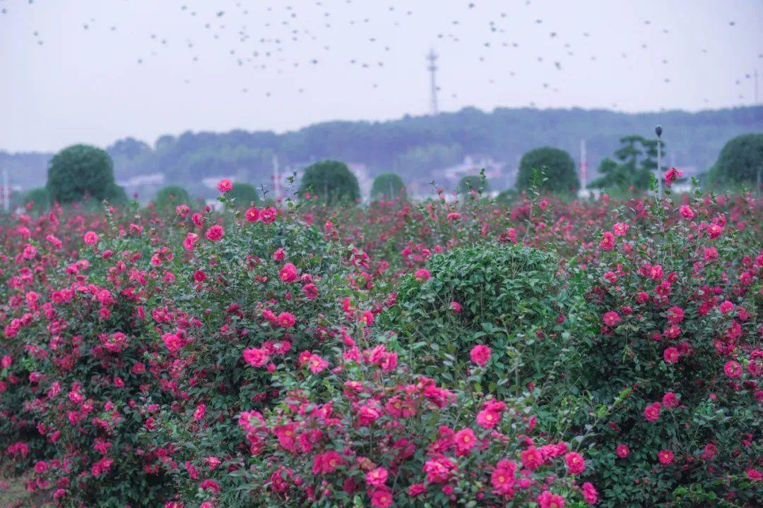 小镇|田汉艺术小镇院趣欢乐农场首届春耕艺术节盛大启幕