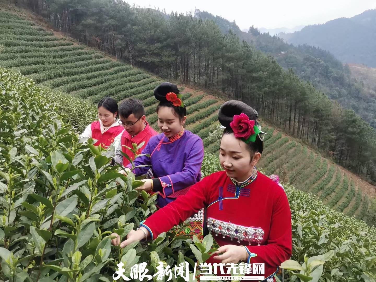 茶香四溢雷山县望丰乡万亩茶园开采