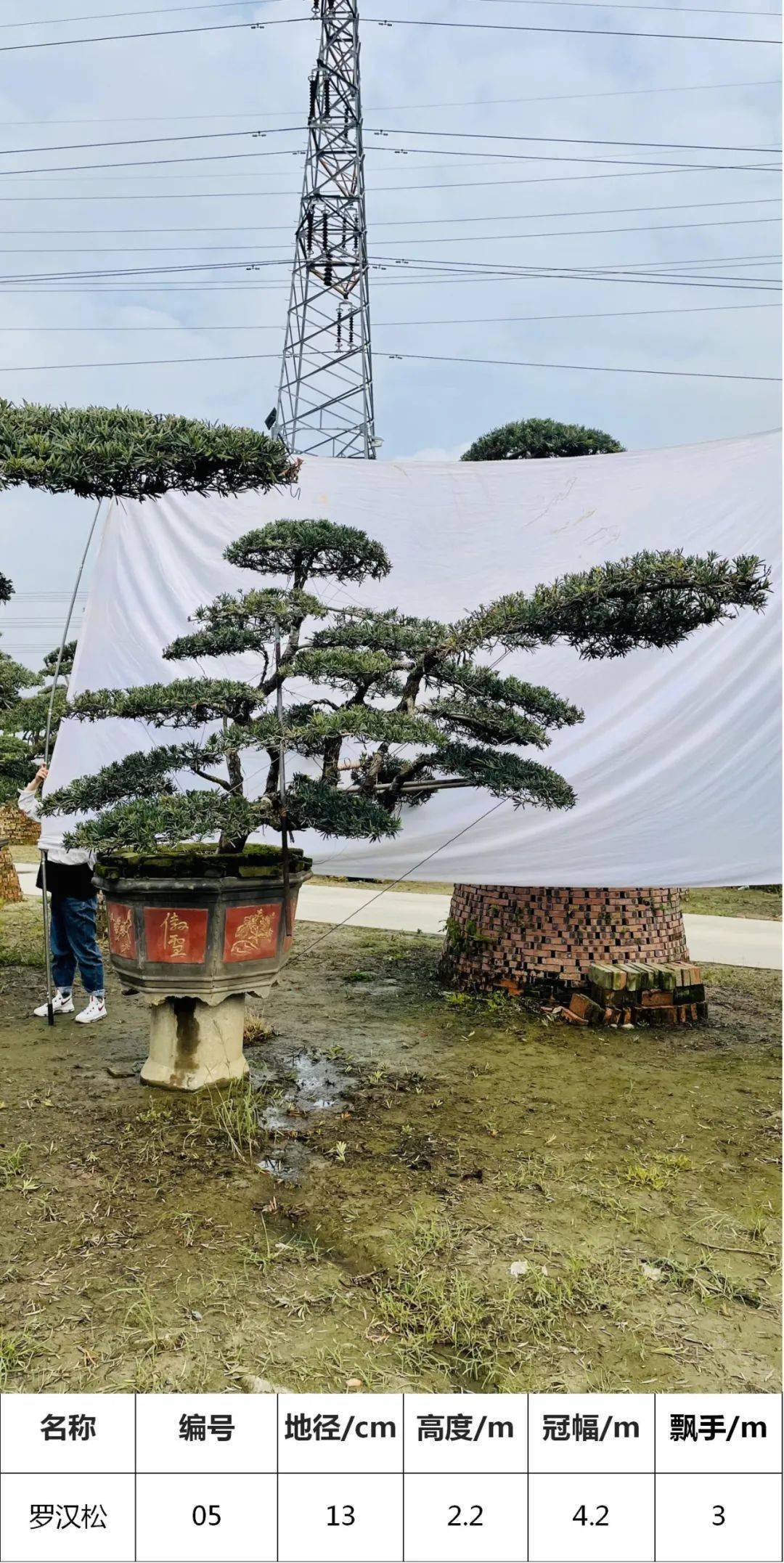 【馬後花園】1.5-2.5米高,彎頭羅漢松盆景,36棵一槍過!