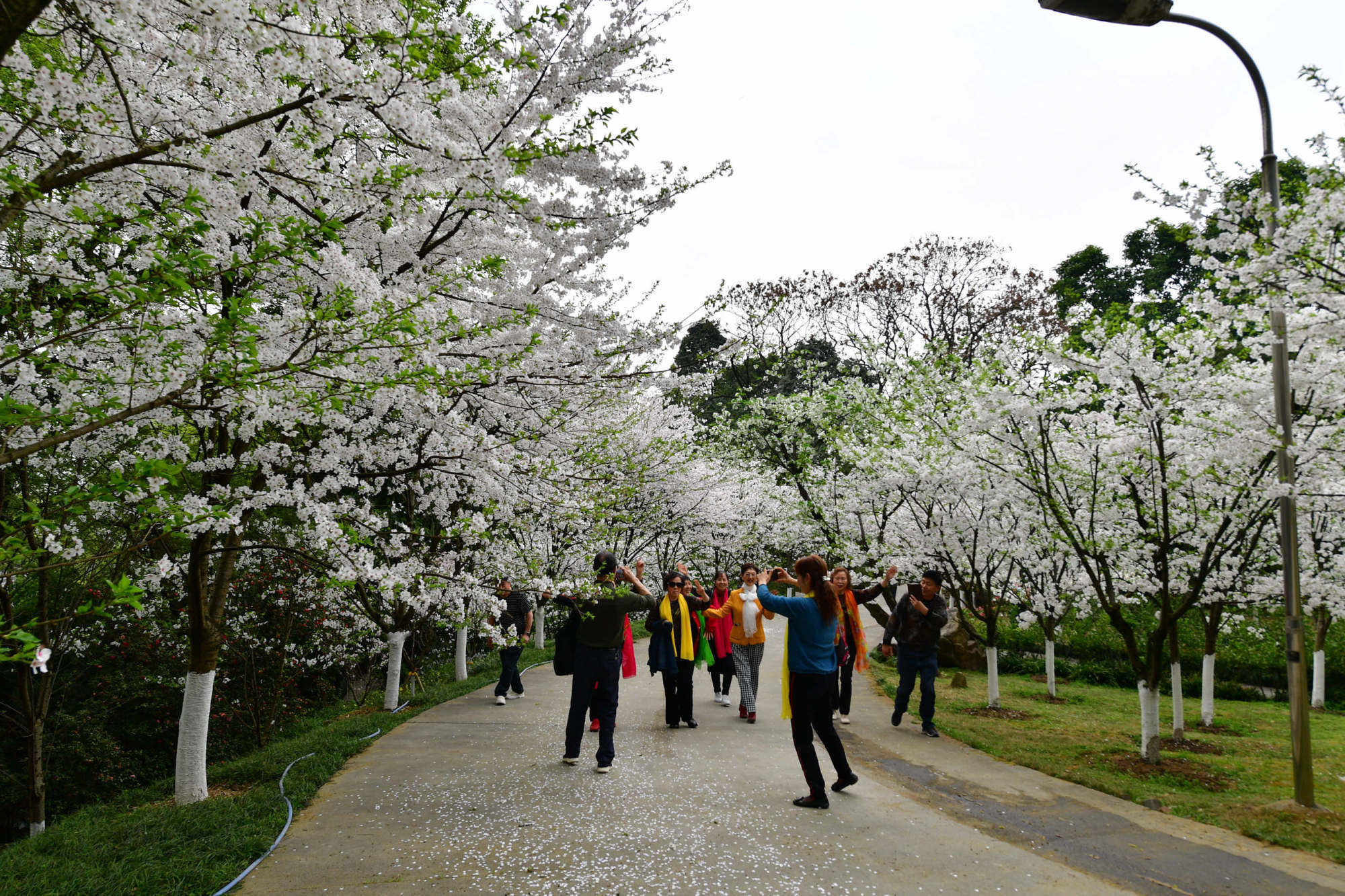 樱花烂漫重庆南山植物园樱花绽放春意浓