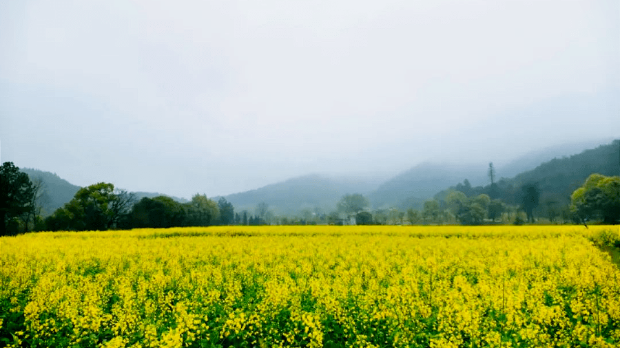 美美美吉安赏花指南上线你想要的春天和花海都在这