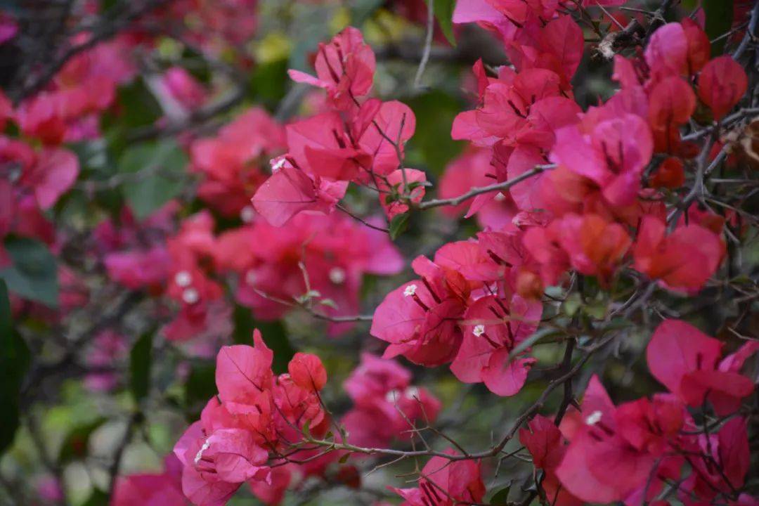 草樹知春不久歸百般紅紫鬥芳菲陽春市第一中學春色集錦