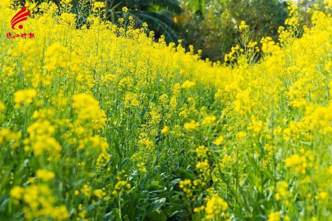 裡水圖集丨百花齊放滿眼春爛漫美景惹人醉