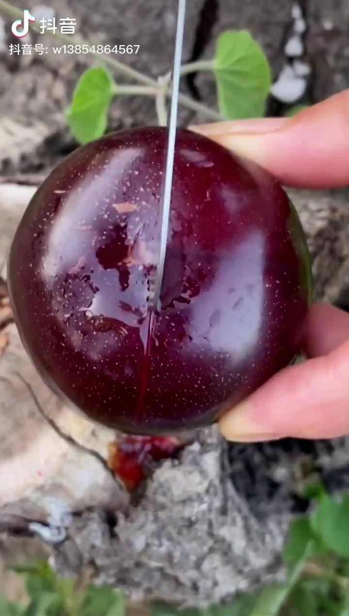 紫皮红肉香甜多汁的玫瑰李子风味玫瑰李子苗李子苗新品种这里卖树苗