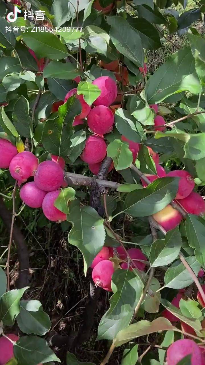 我要不这么好的鸡心果树苗介绍给大家我也就耗子尾汁了硕果累累鸡心