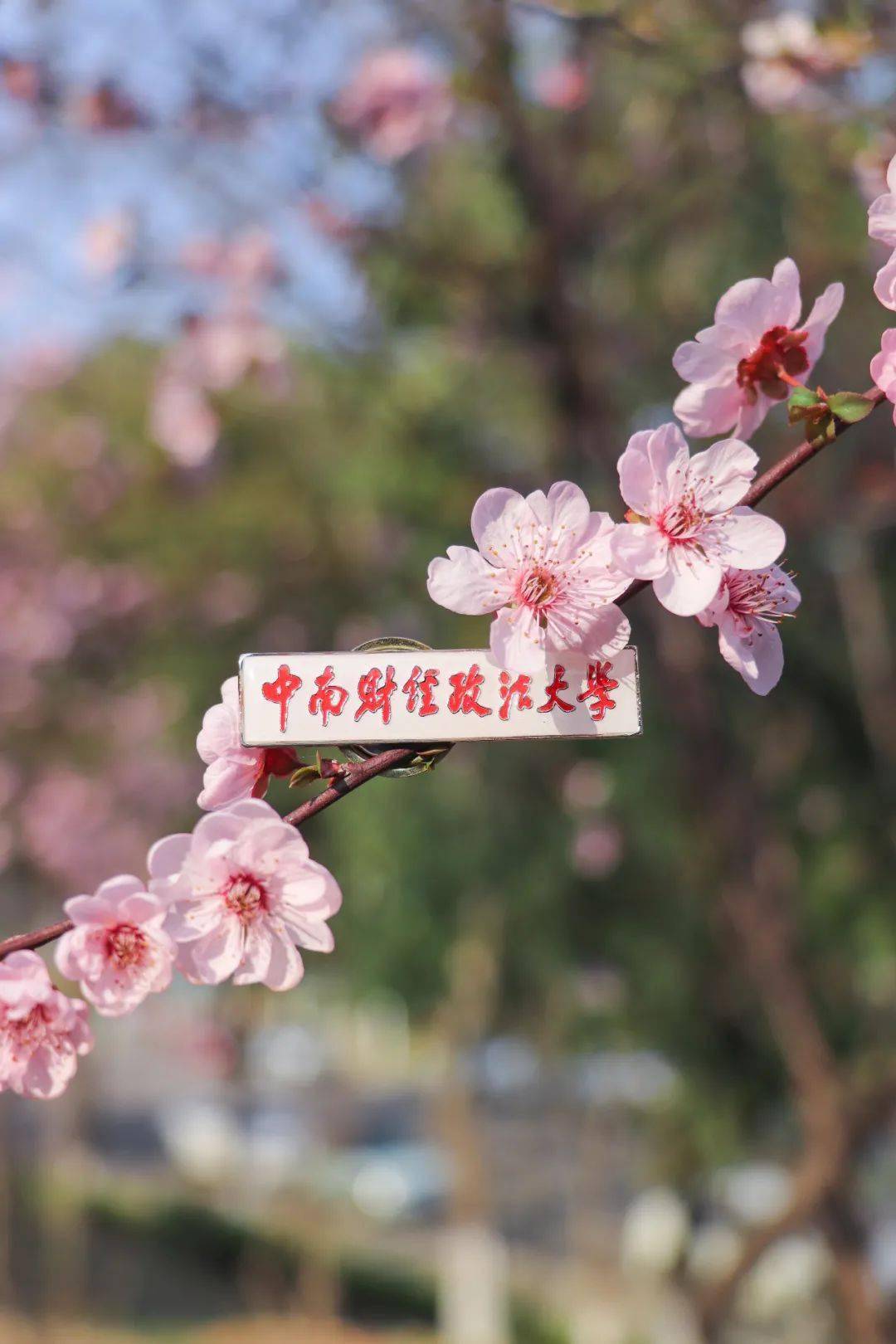 壁纸提取进入与中南财经政法大学官方微信公众号的对话框回复关键词