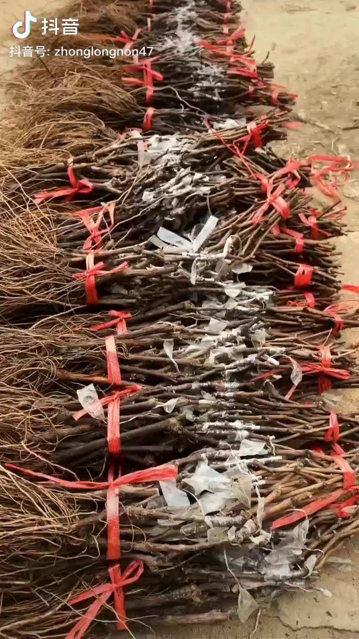 嫁接葡萄苗基地葡萄苗品种葡萄苗dou小助手
