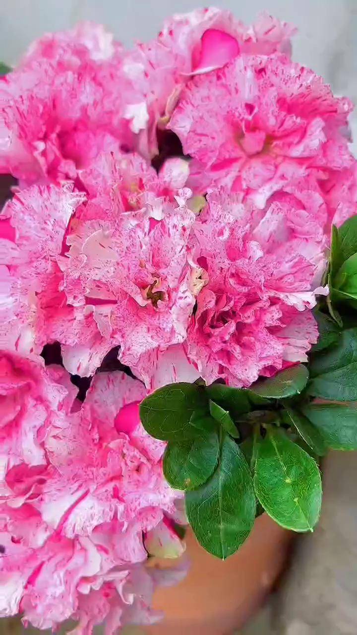 漂亮的喷砂杜鹃