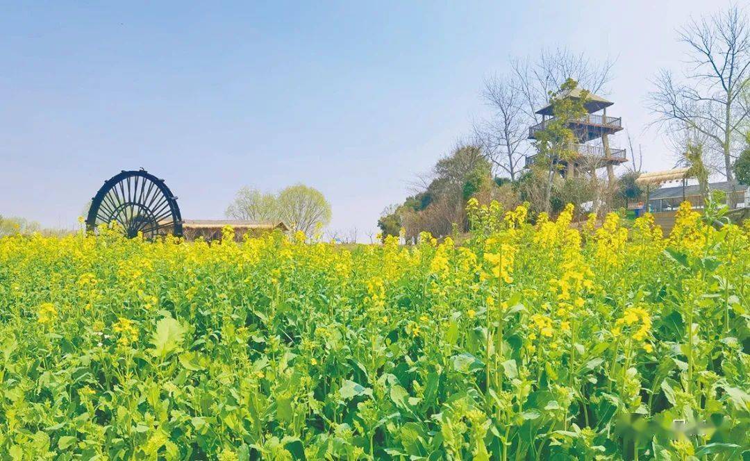高邮湖上花海今日开园啦通过今日高邮app可实现云赏花