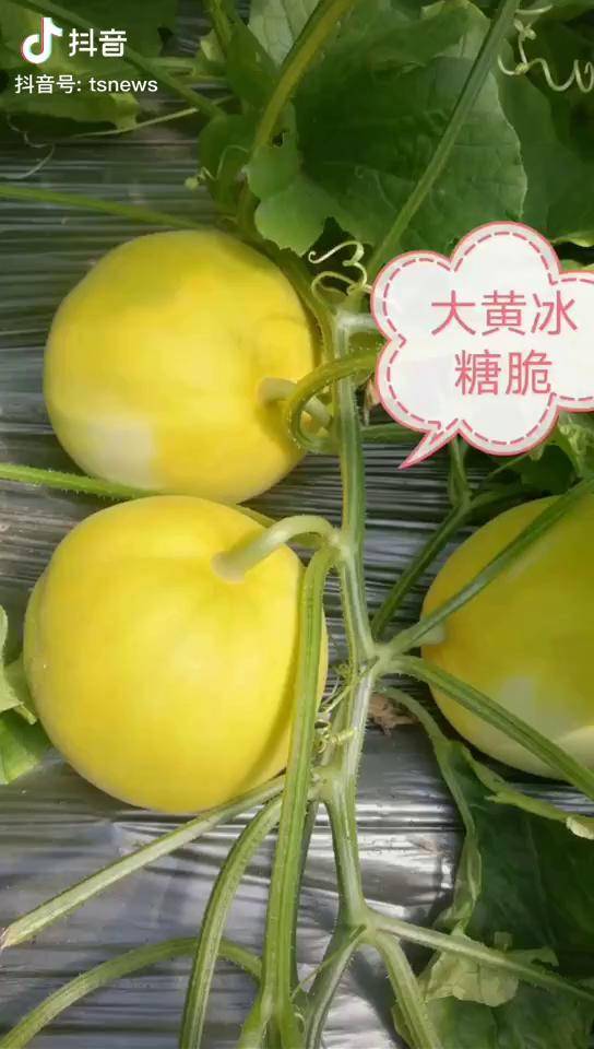 糖瓜大叔大黄冰糖脆甜瓜甜度1819度不打激素自然成熟清脆香甜想吃的来