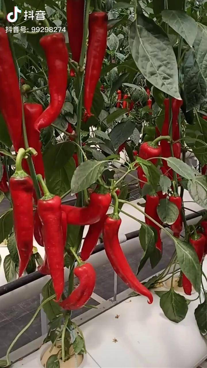 现代化农业无土栽培无土栽培辣椒看产量如何