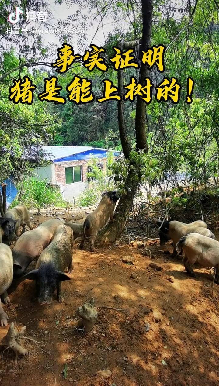 既然猪猪能上树那么男人一定靠得住你怎么看呢求热门