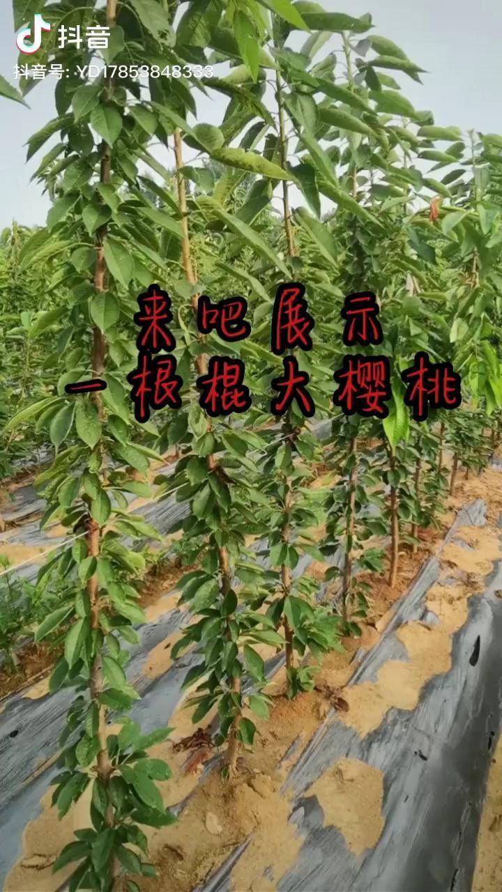 自拍热门樱桃科迪亚樱桃苗美早樱桃苗一根棍樱桃树