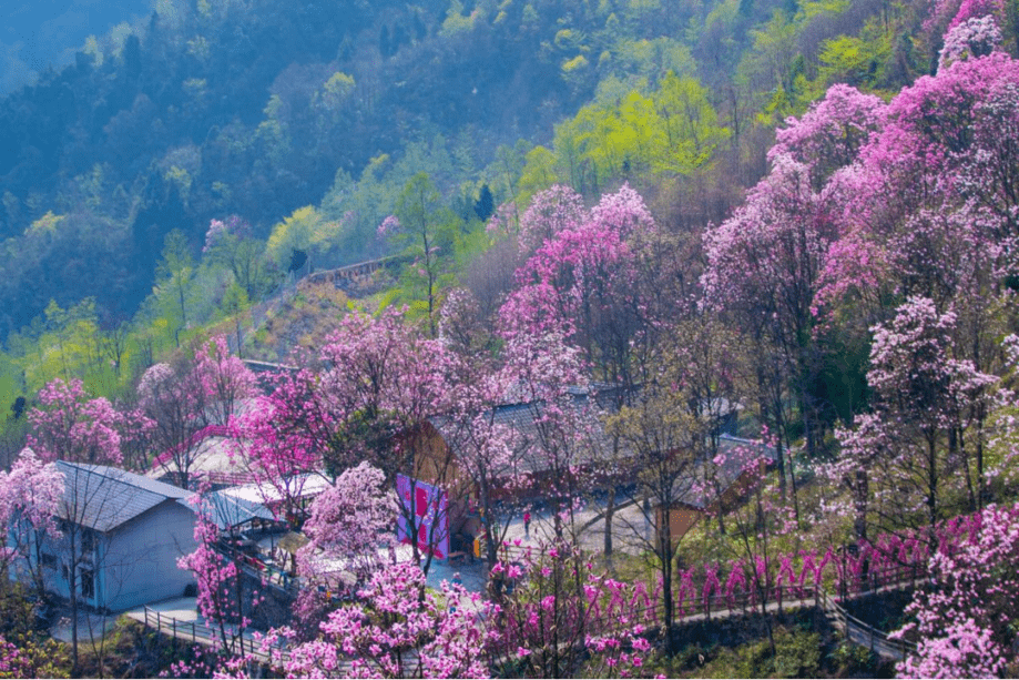 四川九皇山辛夷花正值盛花期一年一会一见倾心