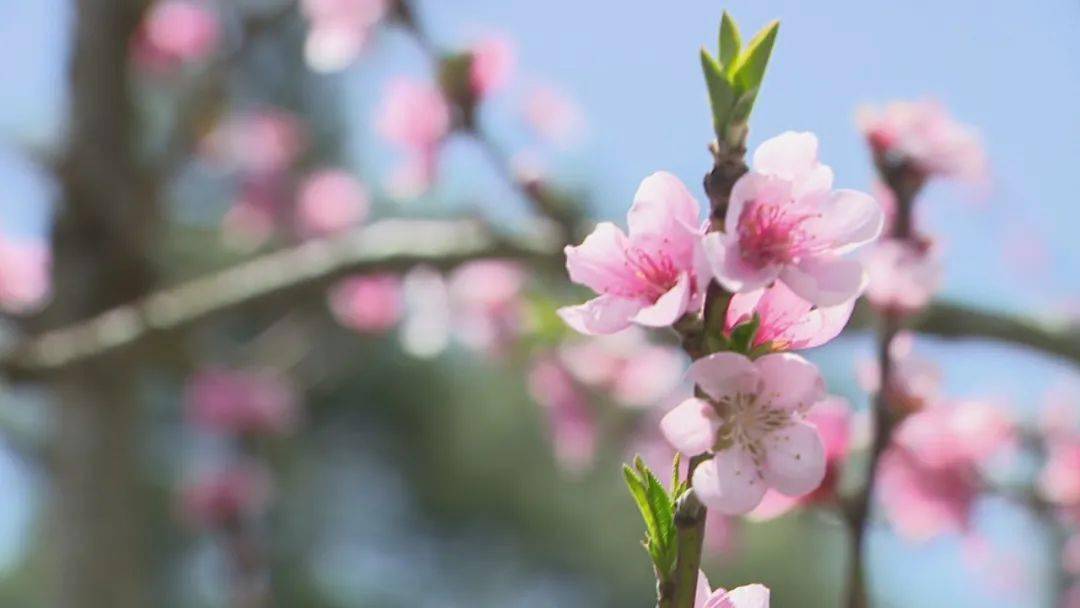 陽春三月桃花開 正是踏春賞花好時節_少女_沈夢玲_萬枝丹