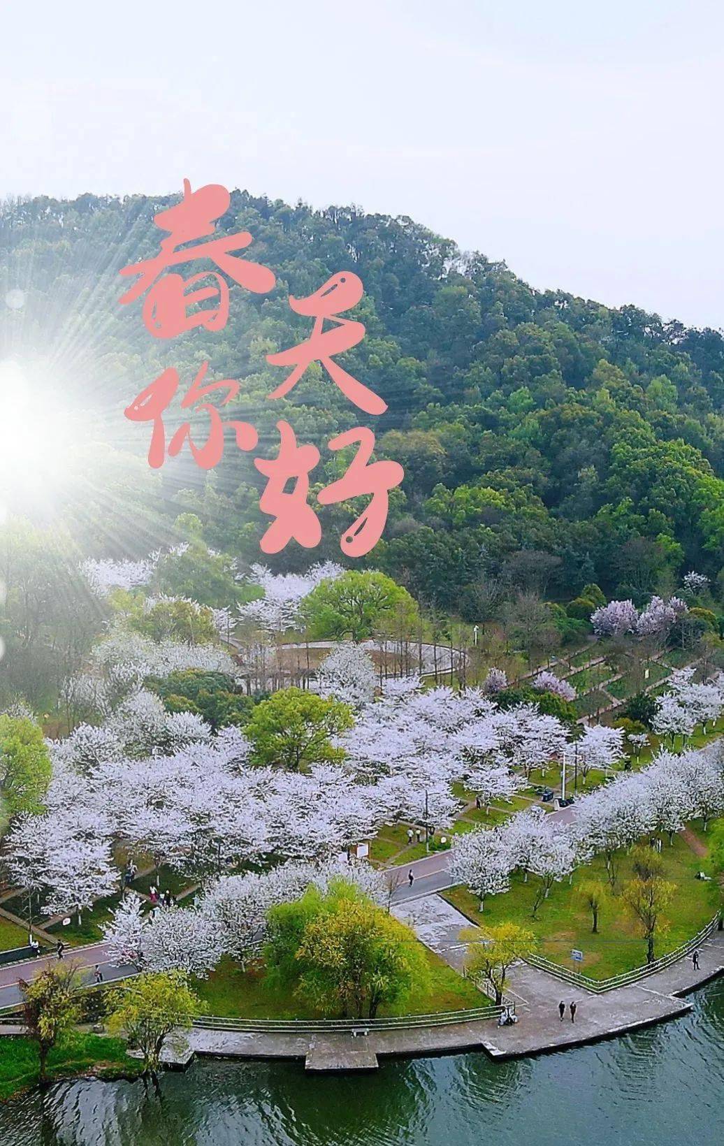 事關團城山公園賞櫻_櫻花_黃石人_活動