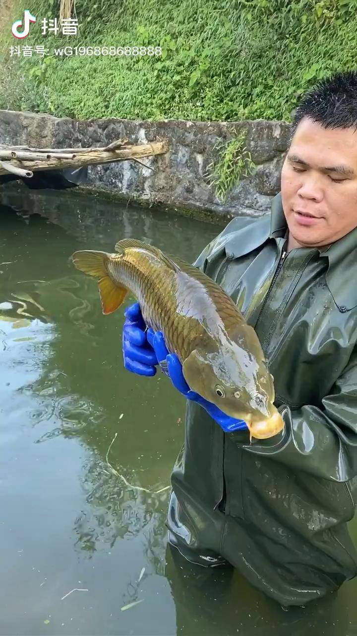 這條母鯉魚有魚蛋了把它放生了