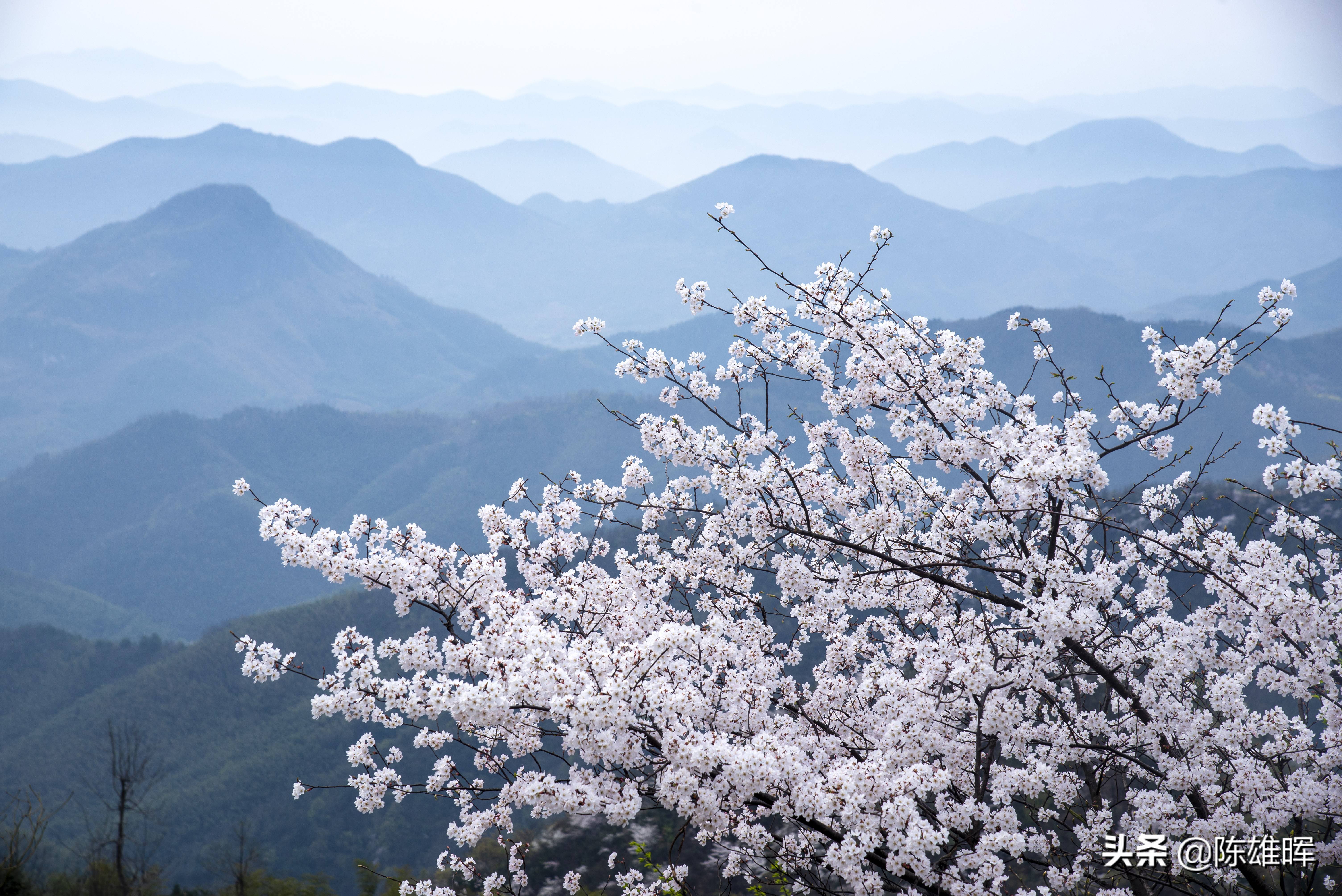 湖北咸宁大幕山樱花图片