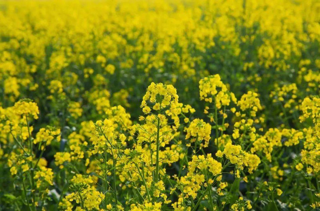 云赏春隔屏有花香大自然邮寄的春天你收到了没