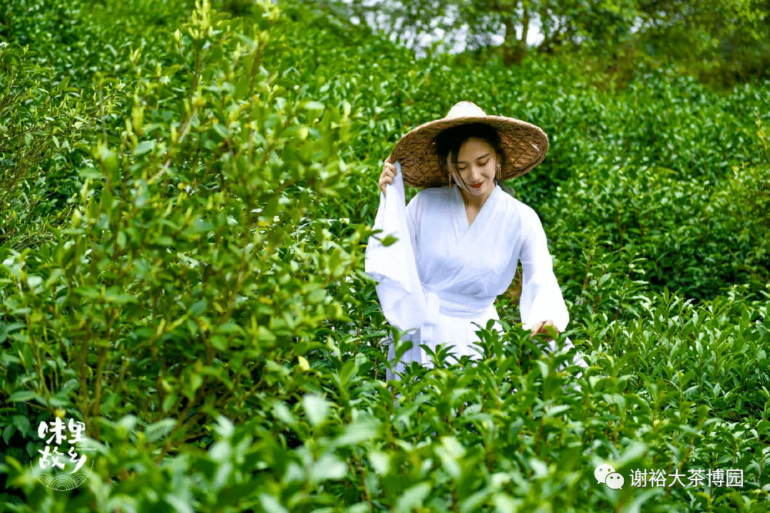 迤逦染春色采茶正当时
