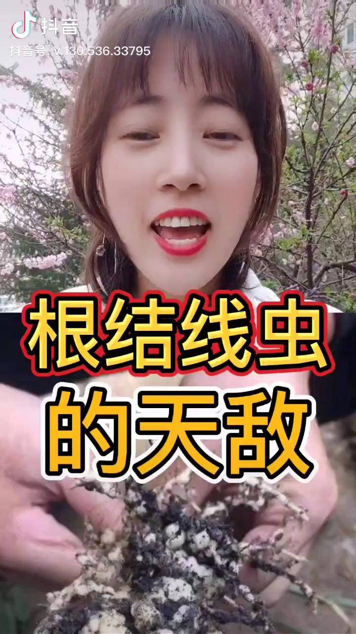 根结线虫的天敌鲁丰战线淡紫拟青霉保护植株根系不受线虫侵害三农农业