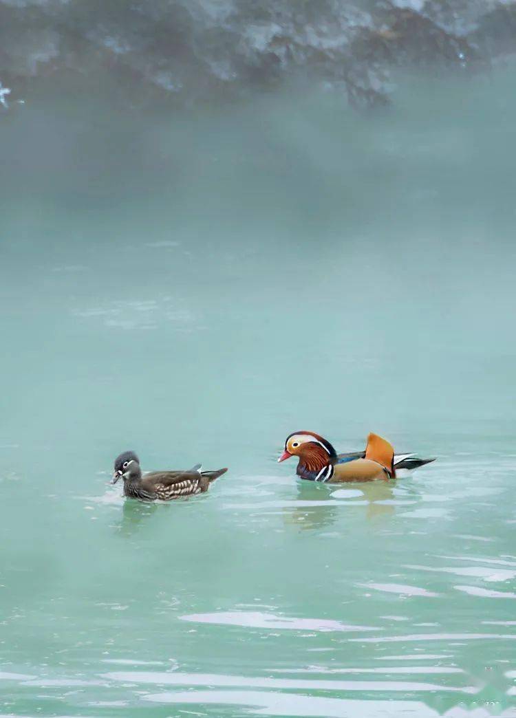 野水滟滟飞鸳鸯