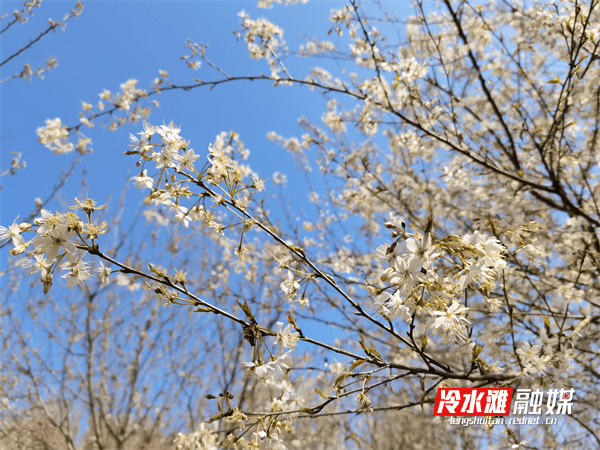 游客|冷水滩：万株樱桃花盛开 雪白漫漫迎客来