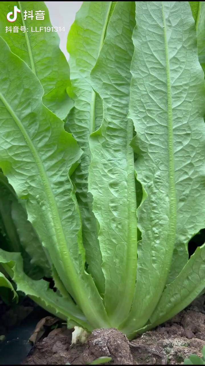 油麦菜种植全过程图片