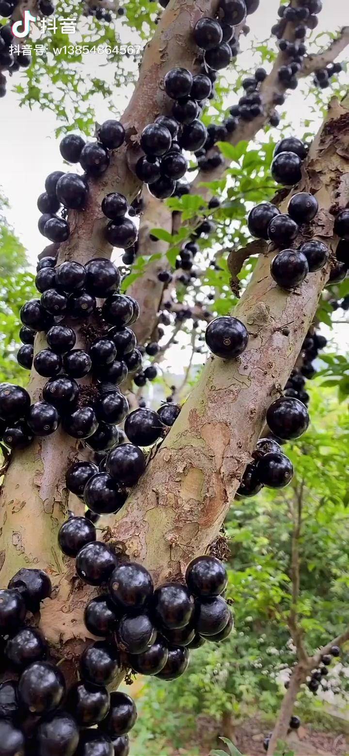 在树的主杆上结的葡萄你见过嘛农业果树苗树葡萄