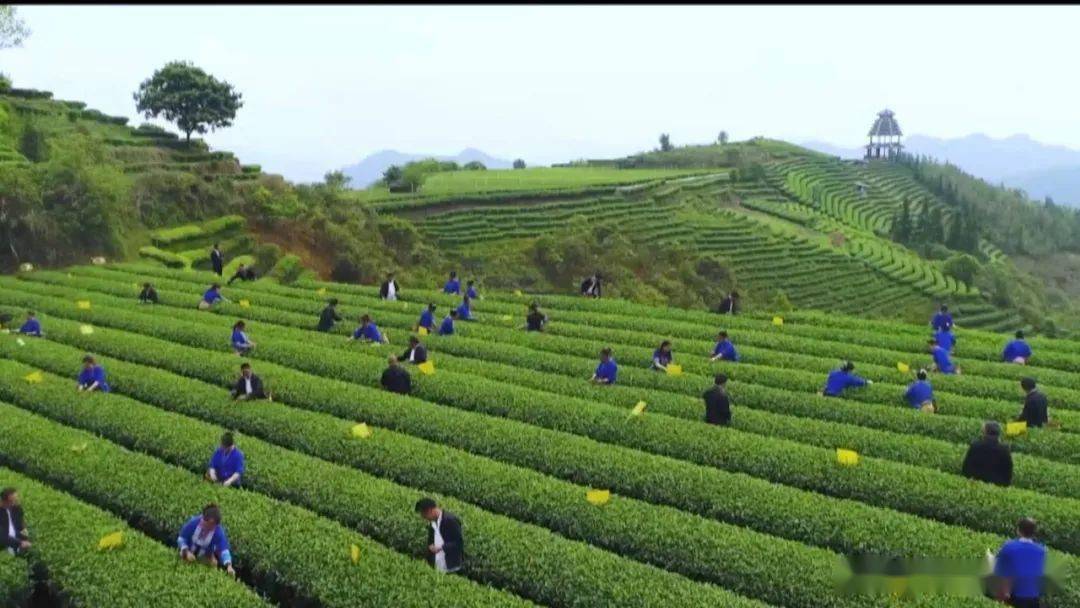 广西六堡茶_梧州市_苍梧县_茶厂