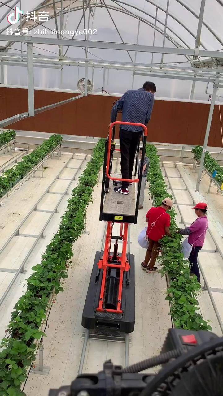 中国的农业大棚里渐渐见到轨道采摘作业车出现智慧农业