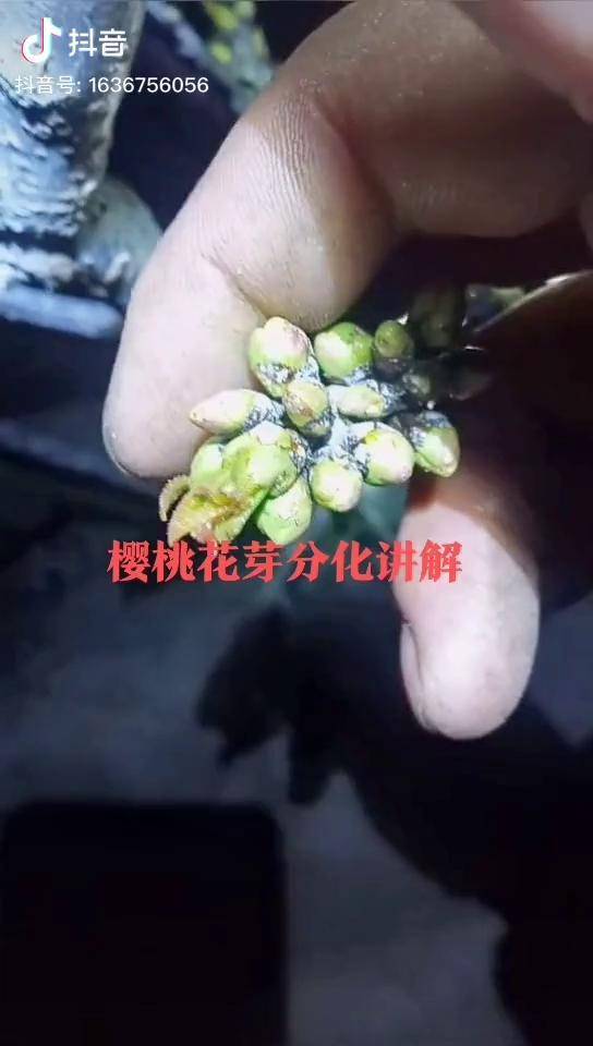 樱桃花芽分化讲解