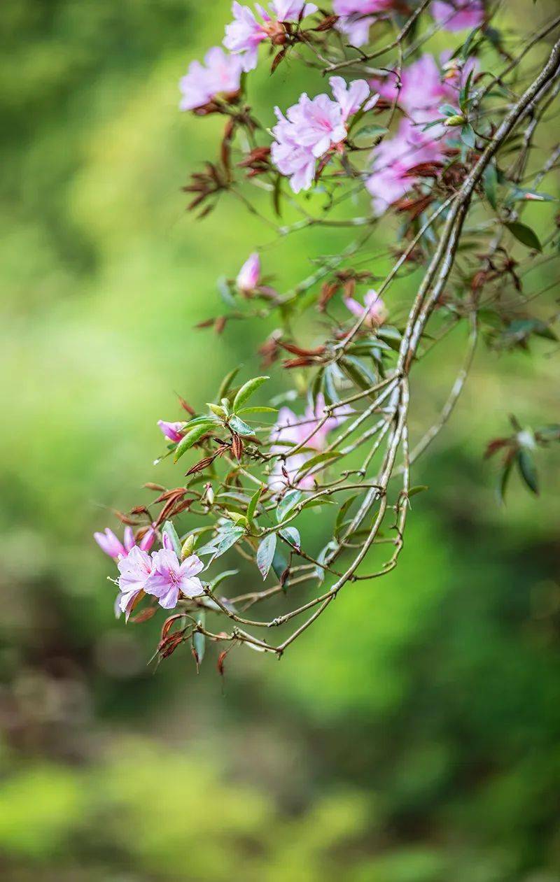 遠觀杜鵑花在雲霧中若隱若現它生長在終年雨霧繚繞的高山上也是中國特