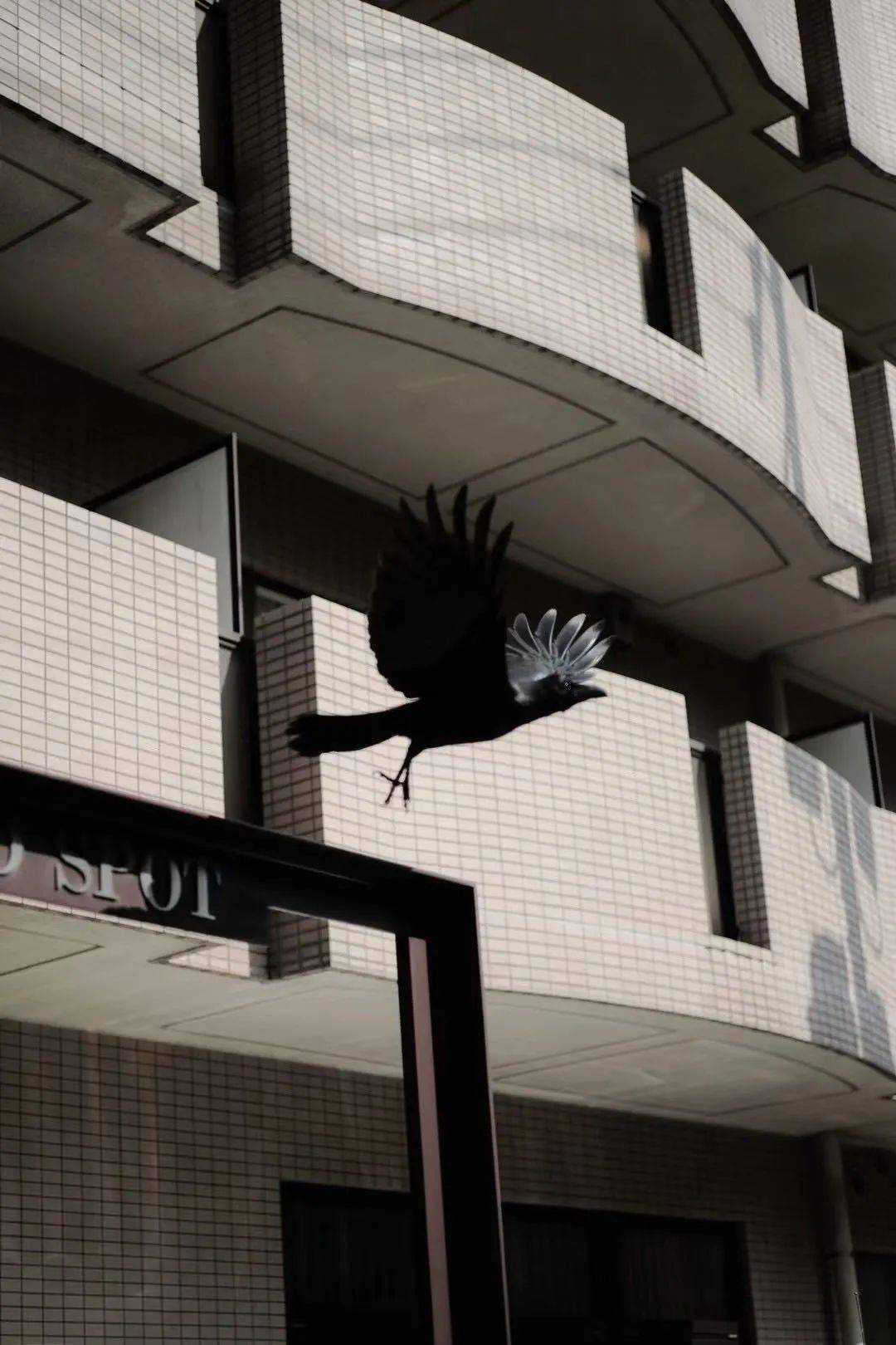 揭秘海淀公主坟:为何一到晚上就乌鸦成群?_渡鸦_城市_护身