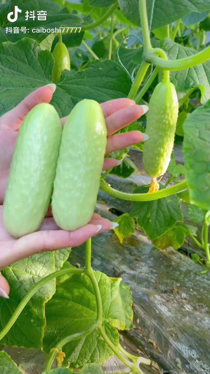 白玉黄瓜优质农产品你好2022抖音好物年货节抖音助农黄瓜