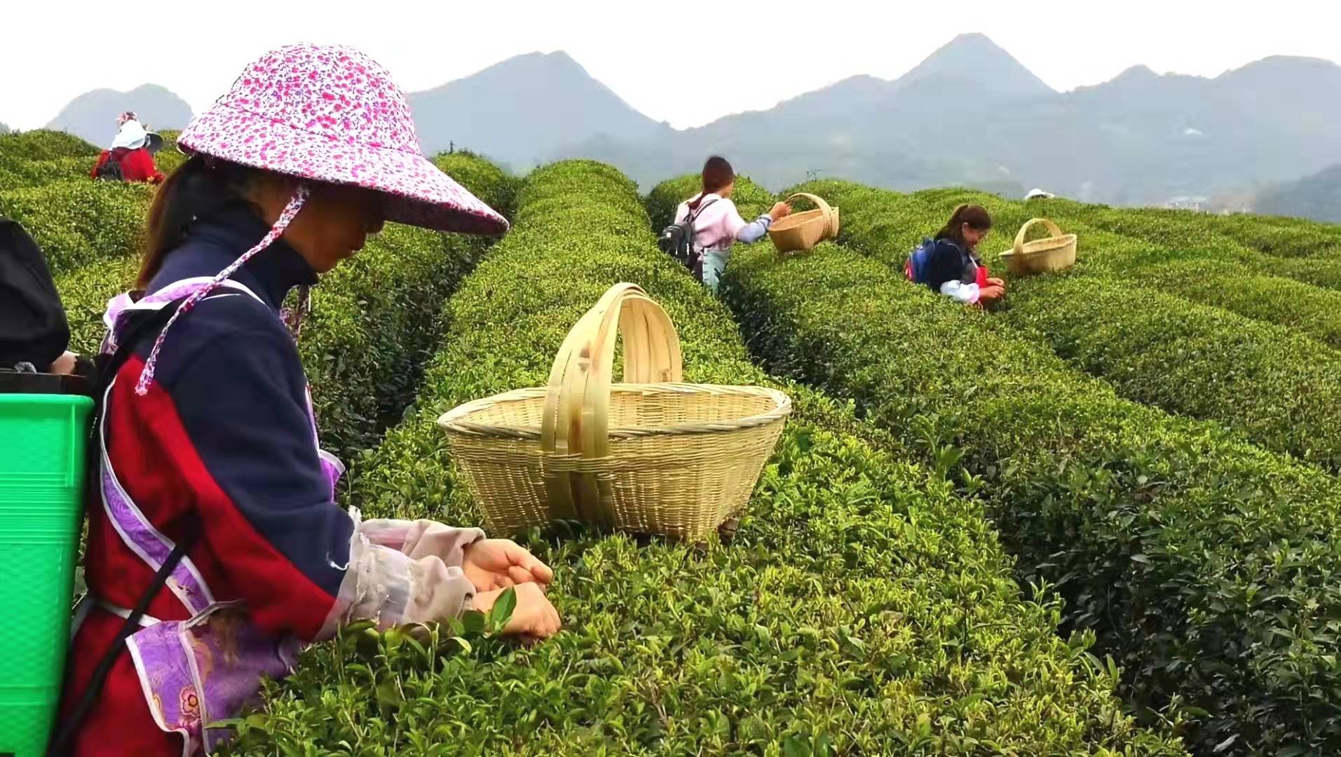 戳这里看双手采茶技术要点