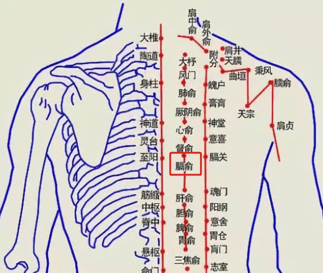 人体背部血位置示意图图片