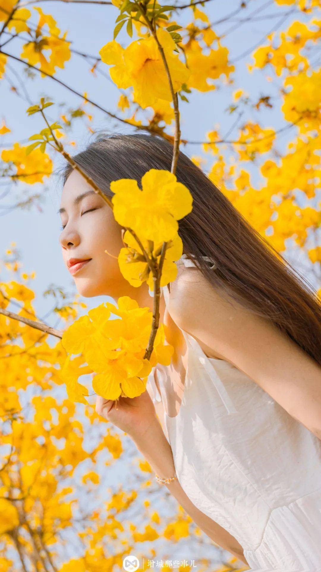 这里私藏一片黄风铃花海惊艳了增城的春天