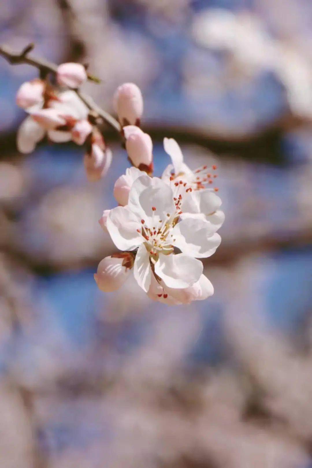 鳥語花香春暖花開北京的春天是這樣的?你以為