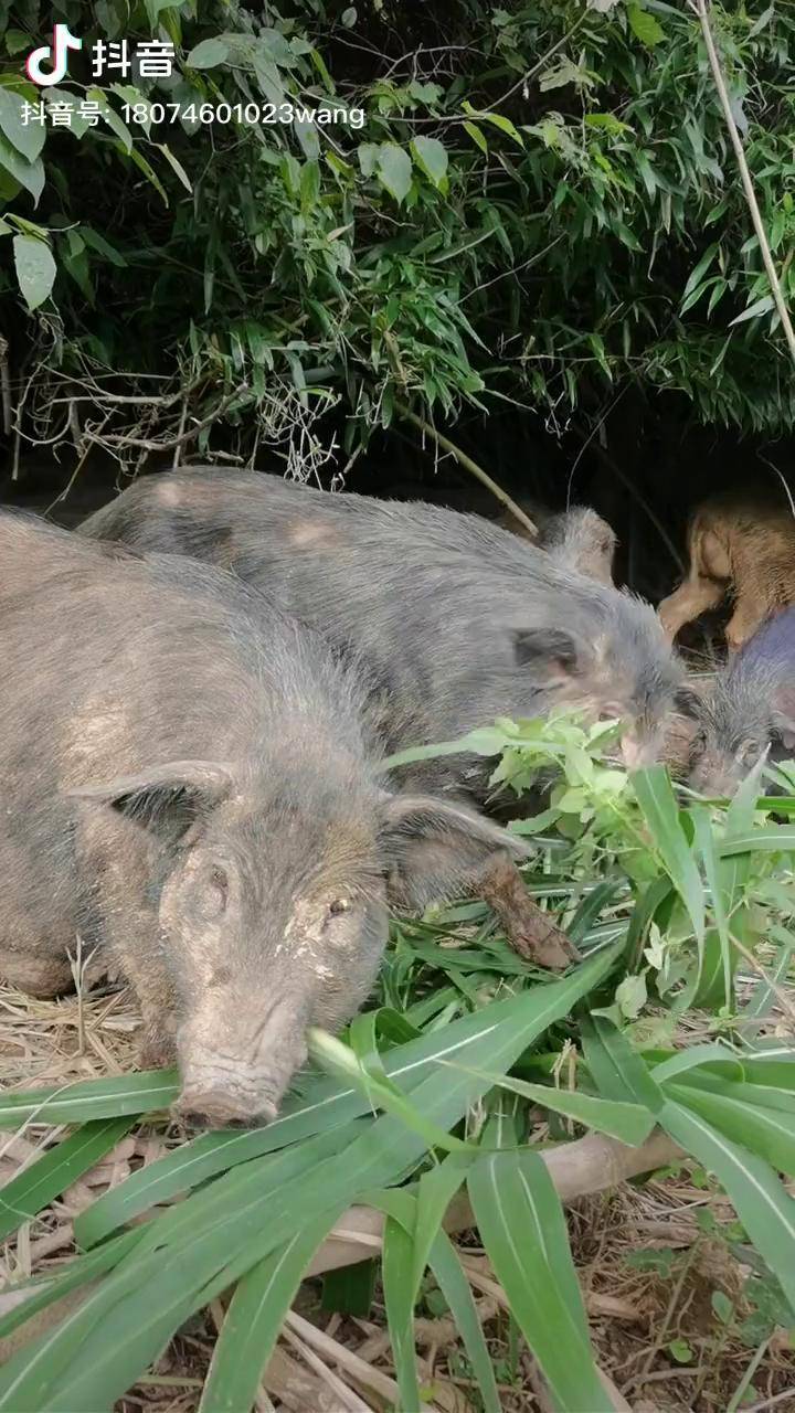皇竹草是牧草之王种草养猪成本低一天低至1块以下藏香猪返乡创业青年