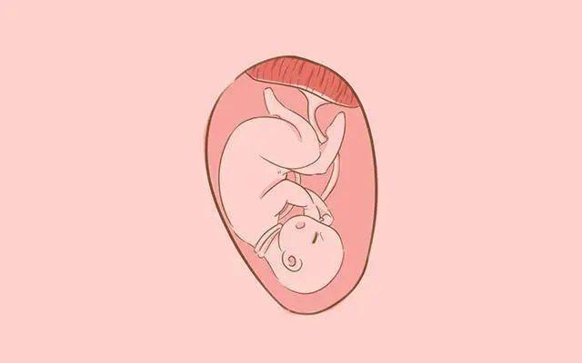 怀孕8个月胎儿图图片