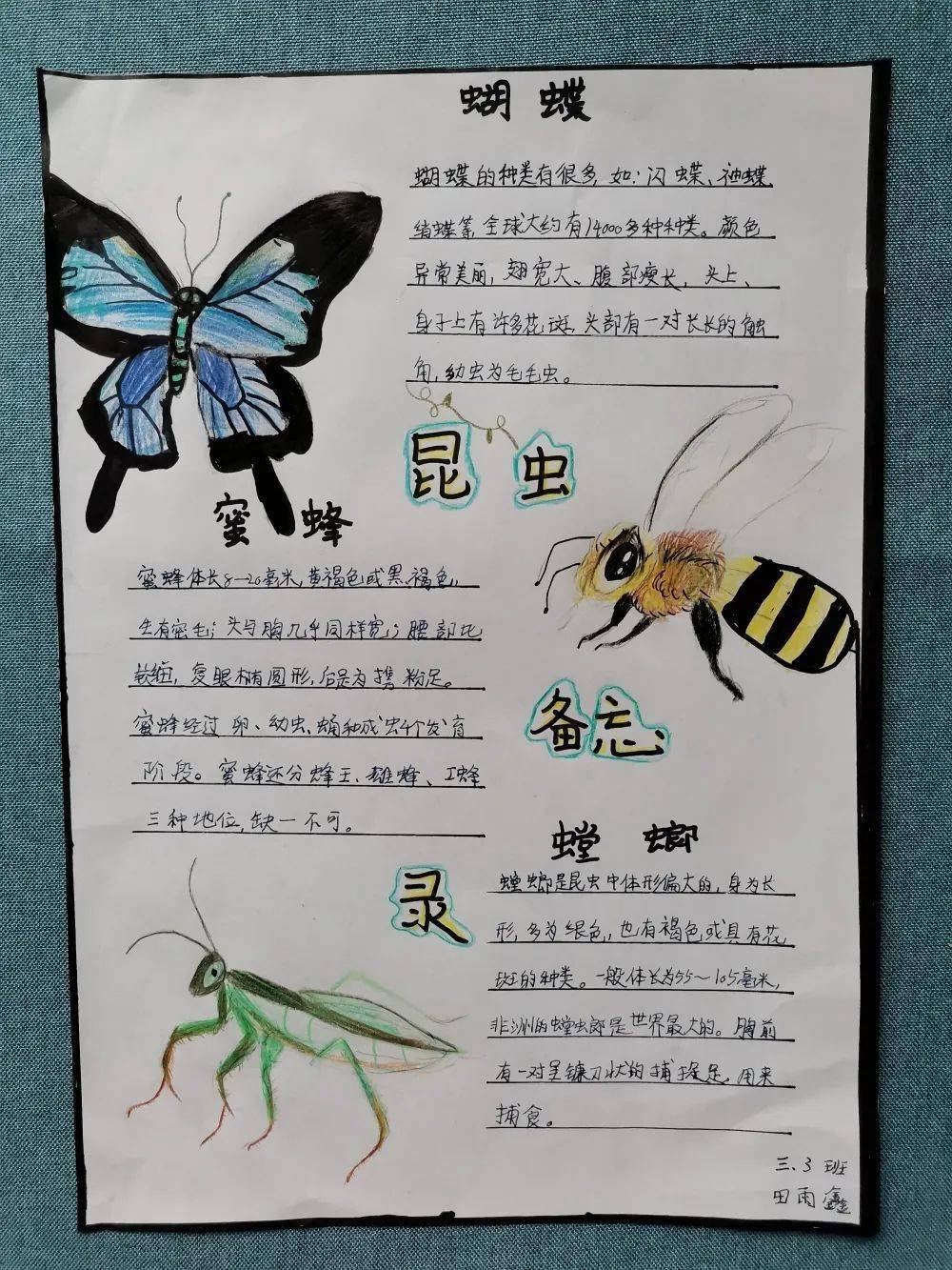 昆虫备忘录蜜蜂的种类图片